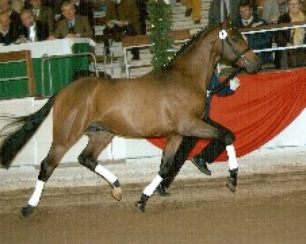 stallion Lacordial (Rhinelander, 2002, from Laudator xx)