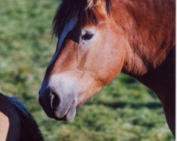 Zuchtstute Anke (Rheinisch-Deutsches Kaltblut, 1999, von Elias 1876)