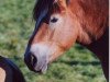 broodmare Anke (Rhenish-German Cold-Blood, 1999, from Elias 1876)