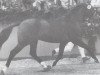 stallion Lord Mayor (Holsteiner, 1985, from Lord)