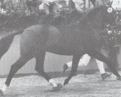 stallion Lord Mayor (Holsteiner, 1985, from Lord)