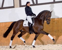 Deckhengst Kingsley Lucky Dance (Hessisches Warmblut, 2001, von Lucky Lionell)