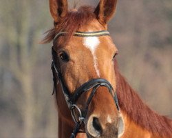 broodmare Flotte Biene 4 (Hanoverian, 2008, from Farewell III)