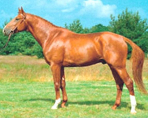 stallion Charmeur (Hanoverian, 1982, from Cordial)