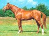 stallion Charmeur (Hanoverian, 1982, from Cordial)