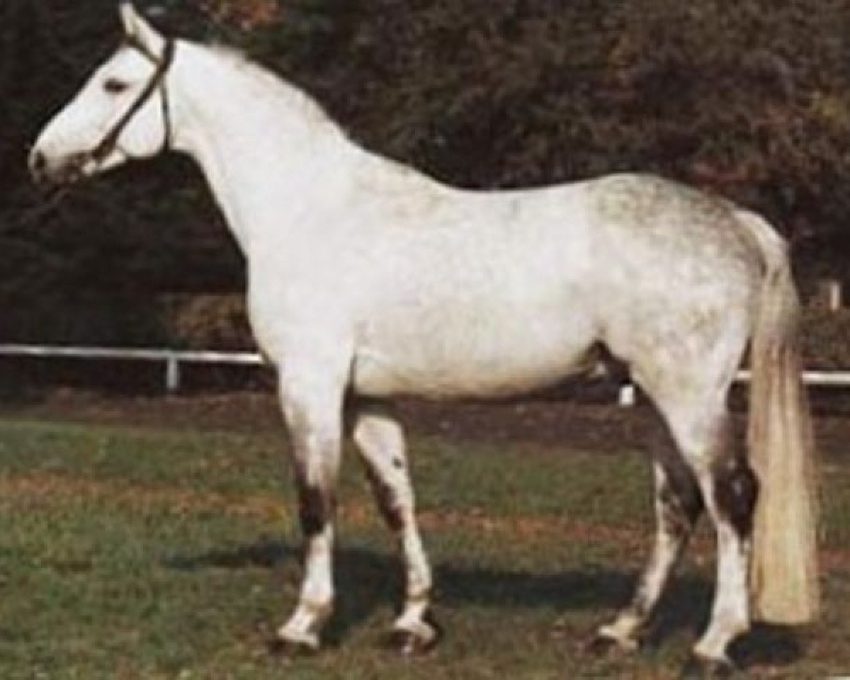 Deckhengst Gardekuerassier (Hannoveraner, 1975, von Gotthard)