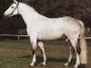 stallion Gardekuerassier (Hanoverian, 1975, from Gotthard)