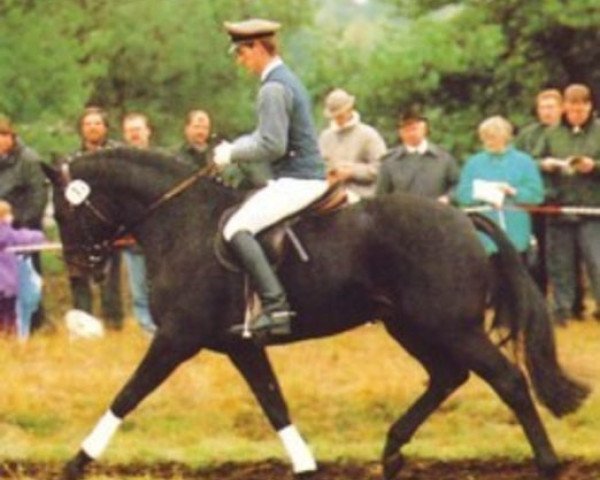 stallion Achenbach (Hanoverian, 1988, from Abajo xx)