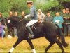 stallion Achenbach (Hanoverian, 1988, from Abajo xx)
