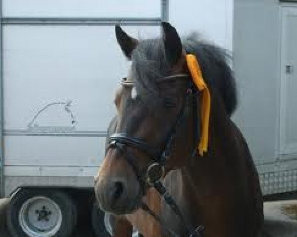 broodmare Momo (German Riding Pony, 2002, from D-Day AT)