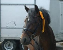 broodmare Momo (German Riding Pony, 2002, from D-Day AT)