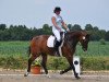 dressage horse Laredo 202 (Westphalian, 2004, from Lanciano)