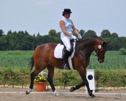 dressage horse Laredo 202 (Westphalian, 2004, from Lanciano)