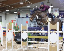 jumper Annabel 66 (Oldenburg show jumper, 2013, from Action-Breaker)