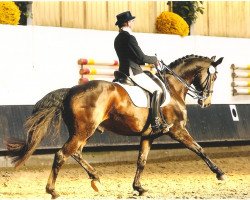 dressage horse Robbie Williams (Hanoverian, 1999, from Rosentau)