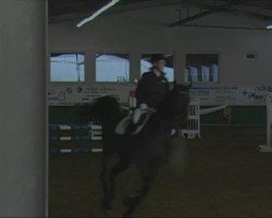 jumper Acasandro S (Oldenburg show jumper, 2004, from Acadius)