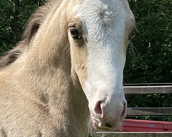 dressage horse Captain Dancer (German Riding Pony, 2022, from Can Dance 3)