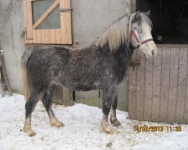 Pferd Leaders Peace II (Welsh Mountain Pony (Sek.A), 2011, von Leybuchts Golden Shadow)