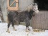 Pferd Leaders Peace II (Welsh Mountain Pony (Sek.A), 2011, von Leybuchts Golden Shadow)