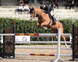 jumper Ceros van Tielen (Belgium Sporthorse, 2008, from Eros Platiere)