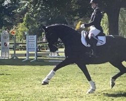 dressage horse Felicity (Oldenburg, 2008, from Florencio I)