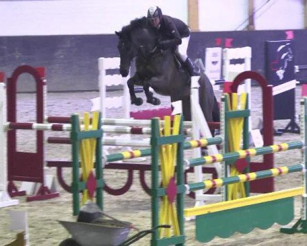jumper Miss Baily's (Holsteiner, 2003, from Acorado I)