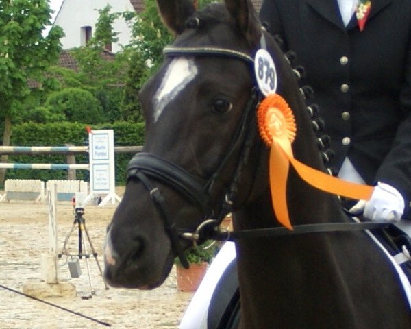 dressage horse Tequila Black Sun (German Riding Pony, 2006, from Top Pepino)