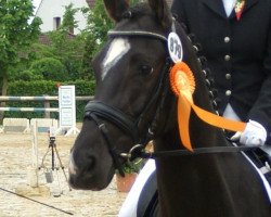 Dressurpferd Tequila Black Sun (Deutsches Reitpony, 2006, von Top Pepino)