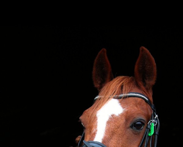 dressage horse Valentino (German Riding Pony, 2007, from Trentino)