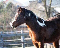 stallion Eyed be a masterpiece (Paint Horse, 2011, from Quixotes Mastr N Risk)