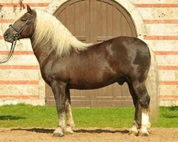stallion Montan (Black Forest Horse, 1993, from Moritz)