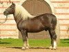 stallion Montan (Black Forest Horse, 1993, from Moritz)