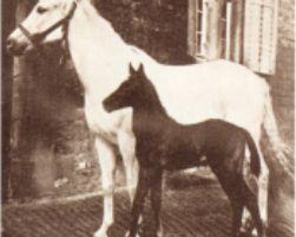 broodmare Nigra Zscheiplitz 1918 (Arab half breed / Partbred, 1918, from Mazoud)