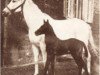 broodmare Nigra Zscheiplitz 1918 (Arab half breed / Partbred, 1918, from Mazoud)