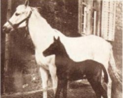 broodmare Nigra Zscheiplitz 1918 (Arab half breed / Partbred, 1918, from Mazoud)