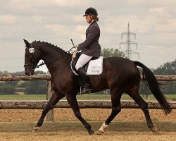 dressage horse Romerito 3 (Westphalian, 1997, from Rosendahl)