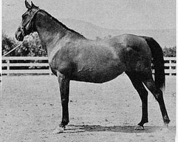 broodmare Ferda 1913 ox (Arabian thoroughbred, 1913, from Rustem 1908 ox)