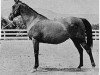 broodmare Ferda 1913 ox (Arabian thoroughbred, 1913, from Rustem 1908 ox)