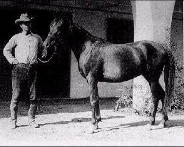 Zuchtstute Farasin ox (Vollblutaraber, 1920, von Rasim 1906 ox)