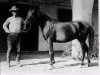 broodmare Farasin ox (Arabian thoroughbred, 1920, from Rasim 1906 ox)