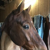 dressage horse Kallimeros (Hanoverian, 2007, from Kaiserkult TSF)