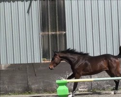 Springpferd Festif d'Eole (Selle Français, 2015, von Montender)