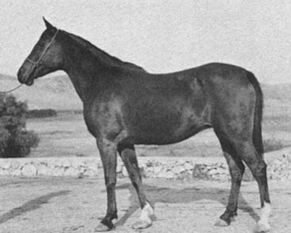 Zuchtstute Narasa ox (Vollblutaraber, 1932, von Nasik 1908 ox)