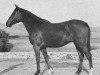 broodmare Narasa ox (Arabian thoroughbred, 1932, from Nasik 1908 ox)