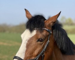 Zuchtstute Schierensees Pretty Girl (Deutsches Reitpony, 2008, von Micky Blue Eye)