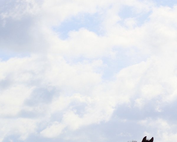 horse Starpower Lillian (German Riding Pony, 2019, from Mahrdorf Grenadir)