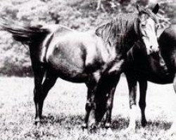 broodmare Riada 1904 ox (Arabian thoroughbred, 1904, from Mesaoud 1887 RAS)