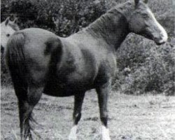 broodmare Hamasa 1902 EAO (Arabian thoroughbred, 1902, from Mesaoud 1887 RAS)