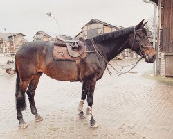 dressage horse Diva de Luxe 14 (Oldenburger, 2012, from Don Romantic)