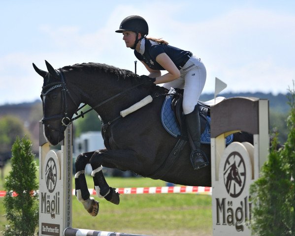 jumper Landelot Vom Gwick (KWPN (Royal Dutch Sporthorse), 2016, from Freeman VDL)